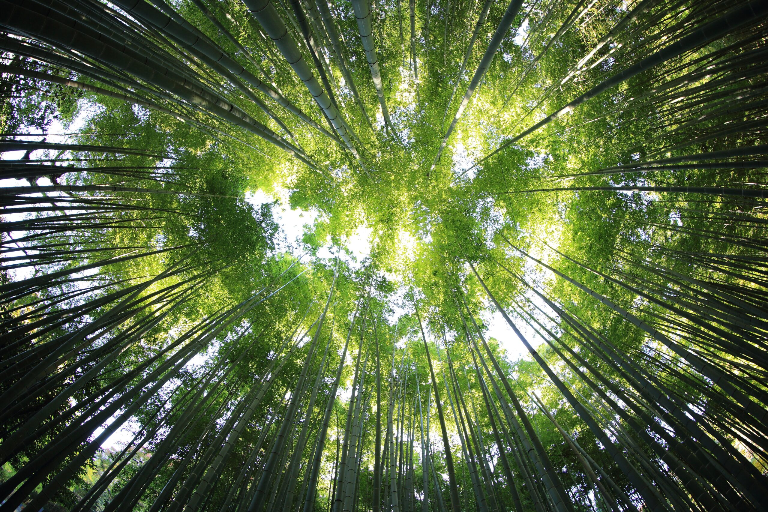 view looking up to the sky from the forest